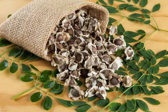 Benefits of moringa seeds [Everythingyouneed]