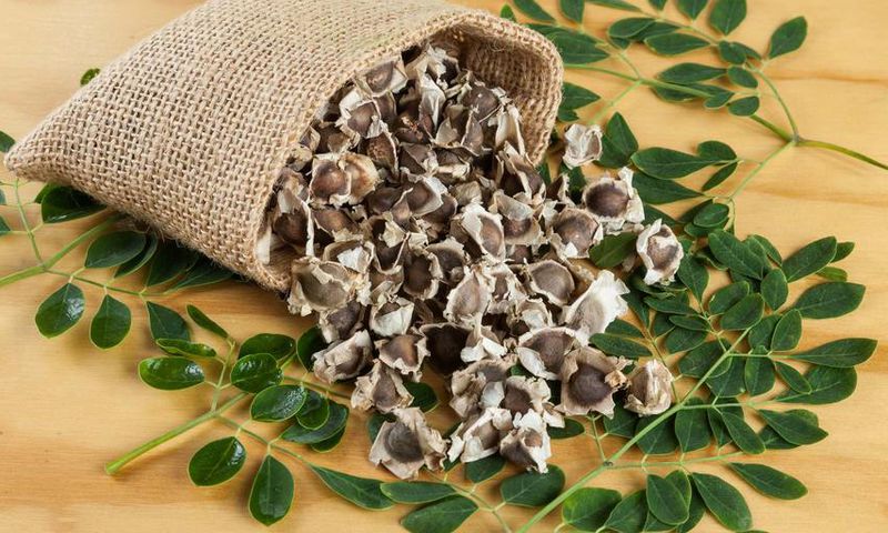 Benefits of moringa seeds [Everythingyouneed]