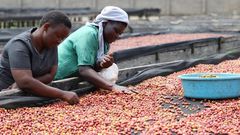 Ugandan coffee export earnings have hit a 30 year record