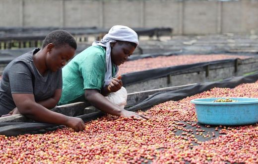 Ugandan coffee export earnings have hit a 30 year record