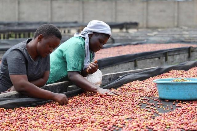 Ugandan coffee export earnings have hit a 30 year record