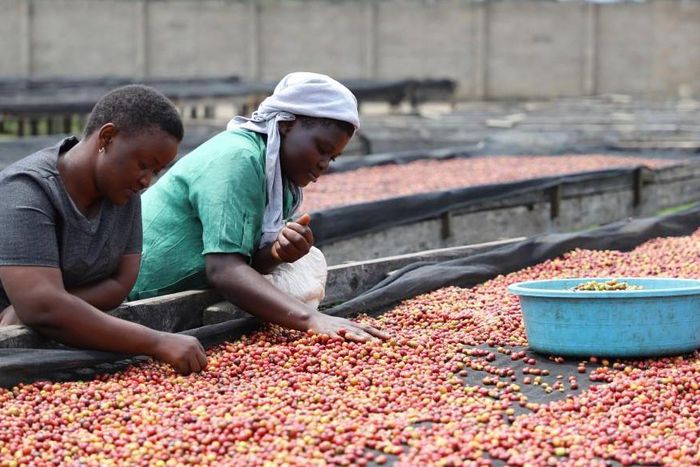Ugandan coffee export earnings have hit a 30 year record
