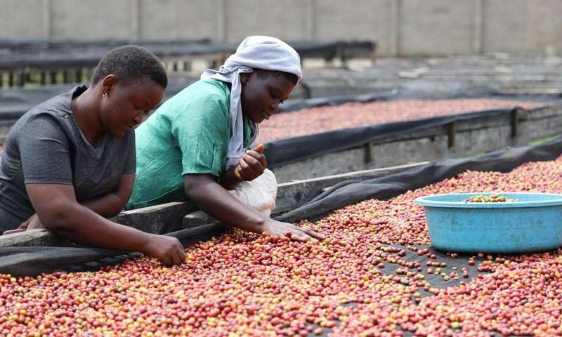 Ugandan coffee export earnings have hit a 30 year record