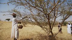 Sudan gum trees: Economy transformers or protection against climate change?