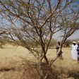 Sudan gum trees: Economy transformers or protection against climate change?