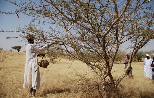 Sudan gum trees: Economy transformers or protection against climate change?