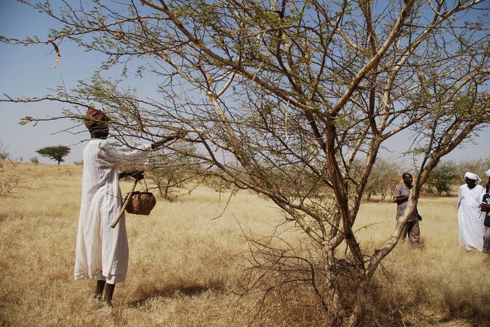 Sudan gum trees: Economy transformers or protection against climate change?