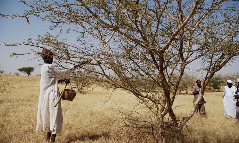 Sudan gum trees: Economy transformers or protection against climate change?