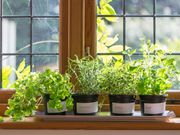 Herbs at home [Gardening Know How]