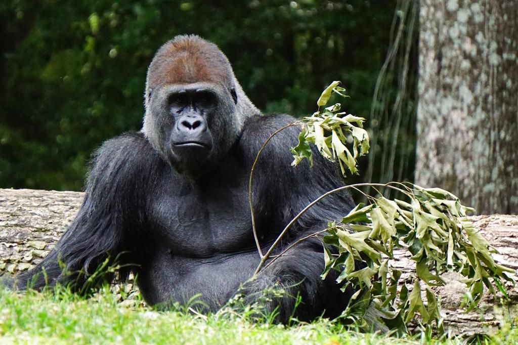 'My Gorilla Family' App presents exciting virtual viewership of Bwindi mountain gorillas/Courtesy/Erica Birdsong/Pexels
