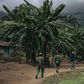 ADF rebels are wreaking havoc in the eastern part of DRC