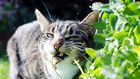 Cats have an unusual reaction to catnip [Medium]