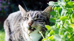 Cats have an unusual reaction to catnip [Medium]