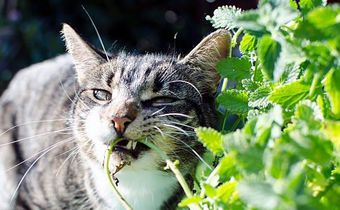 Cats have an unusual reaction to catnip [Medium]
