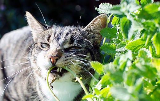Cats have an unusual reaction to catnip [Medium]