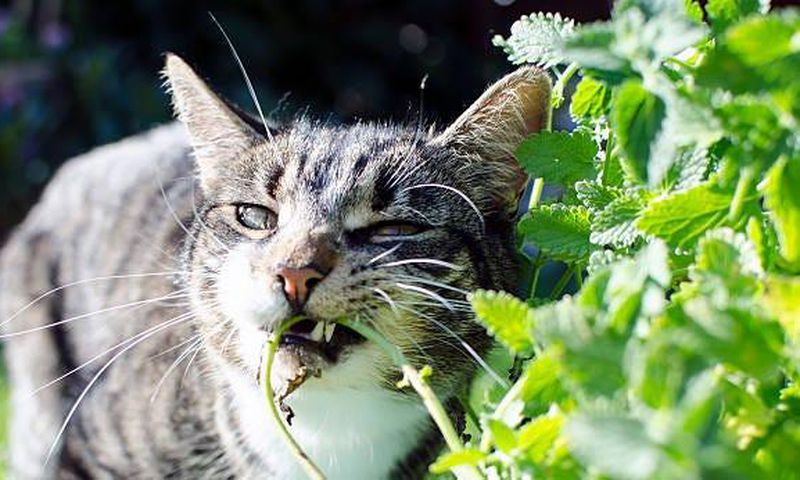 Cats have an unusual reaction to catnip [Medium]