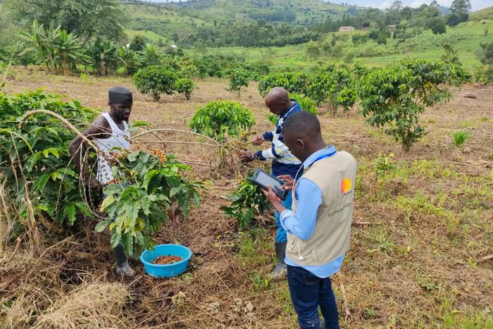 Farmers harvesting farm produce