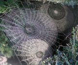 The beautiful art of spider webs [Pinterest]