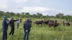 Gen Muhoozi Kainerugaba says his friendship with President Kagame started thanks to the gift of cows that he (Muhoozi) received from him (Kagame) last year.