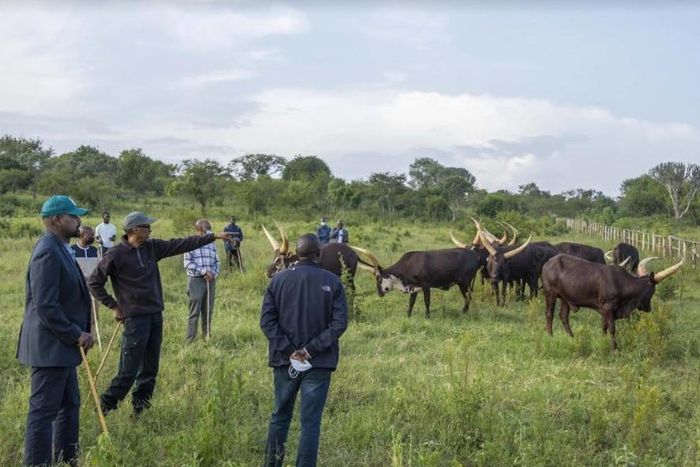 Gen Muhoozi Kainerugaba says his friendship with President Kagame started thanks to the gift of cows that he (Muhoozi) received from him (Kagame) last year.