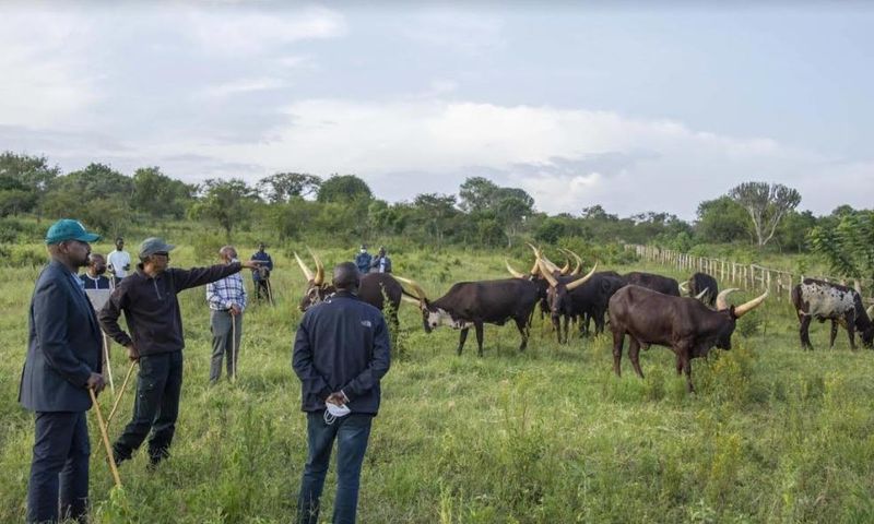 Gen Muhoozi Kainerugaba says his friendship with President Kagame started thanks to the gift of cows that he (Muhoozi) received from him (Kagame) last year.