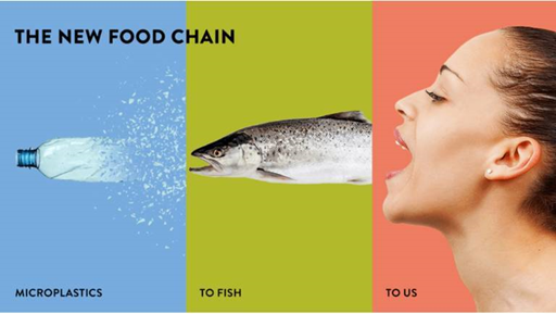 Fish eat plastic and we eat fish[shoptr8]