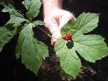 Goldenseal [Wikipedia]