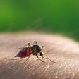 The disease is often transmitted by the bite of an infected mosquito [Aljazeera]