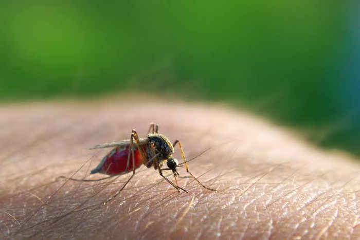 The disease is often transmitted by the bite of an infected mosquito [Aljazeera]
