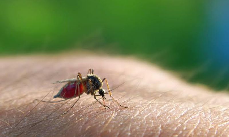 The disease is often transmitted by the bite of an infected mosquito [Aljazeera]