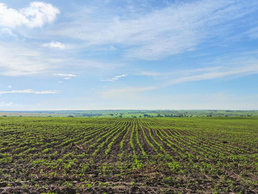 Terra Agri Farm East Africa Limited (Terra Farms) is one of the leading Ugandan agricultural solutions providers