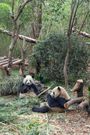 Stabbing, captivity, pee drinking, and other strange dating rituals in animals
