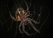 Stabbing, captivity, pee drinking, and other strange dating rituals in animals