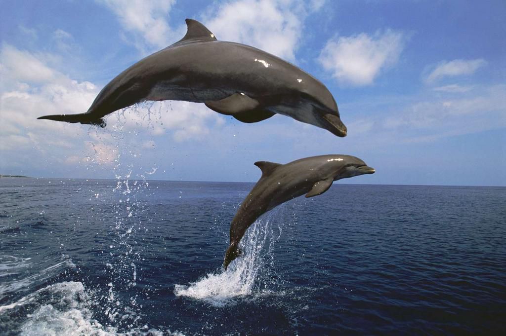 Dolphins have great memory [Thoughtsco]