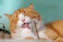 107+ funny quotes, jokes, and captions for any occasion/Pixabay