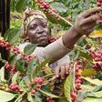 A woman harvesting coffee beans