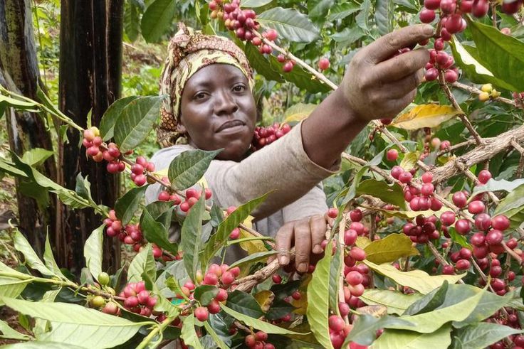 A woman harvesting coffee beans
