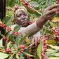 A woman harvesting coffee beans