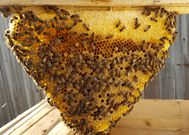 Bee hives [Today'sHomeowner]