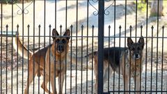 Members of the public have been called to leash their dogs during census
