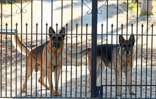 Members of the public have been called to leash their dogs during census