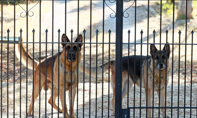 Members of the public have been called to leash their dogs during census