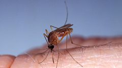 A mosquito bites skin.Slowmotiongli/Getty Images.