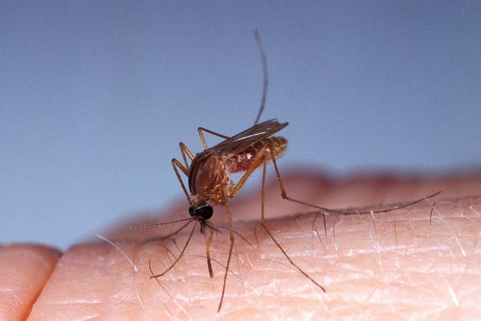 A mosquito bites skin.Slowmotiongli/Getty Images.