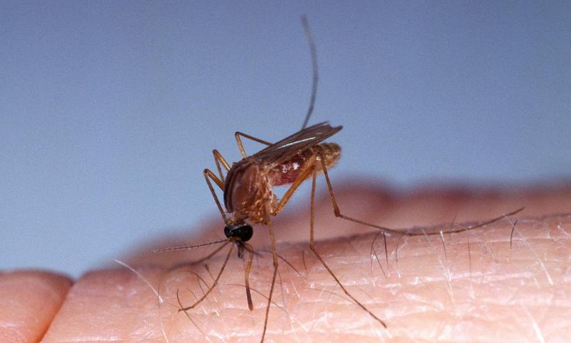 A mosquito bites skin.Slowmotiongli/Getty Images.