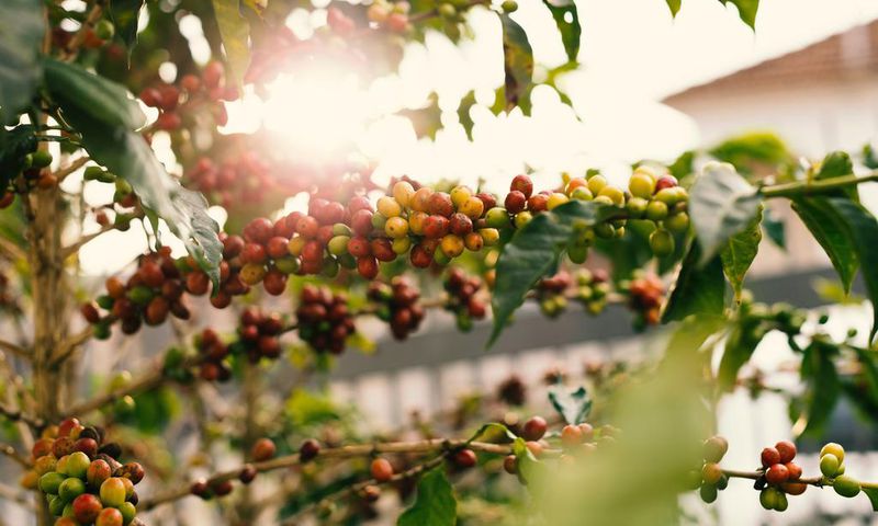 Uganda looking at economic integration for Africa Coffee Summit next month/Pexels