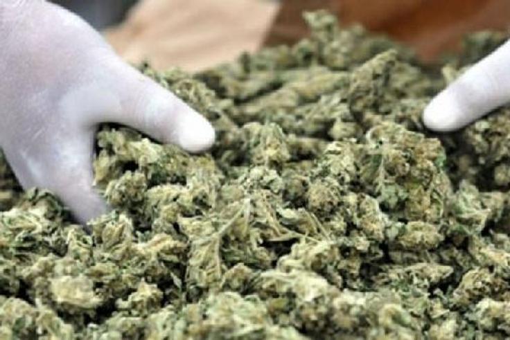 Cannabis