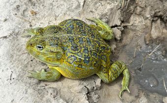 New frog species Pyxicephalus beytelli