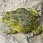 New frog species Pyxicephalus beytelli