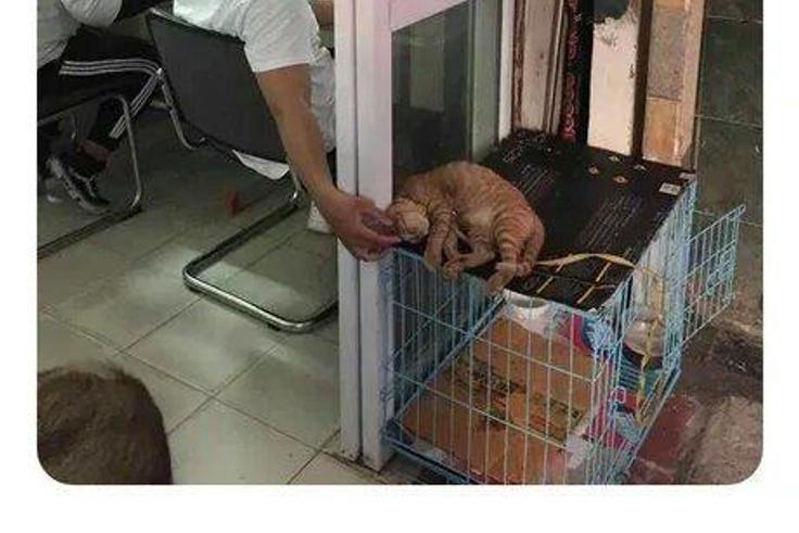 Gamer petting a cat/Courtesy/eBaumsworld